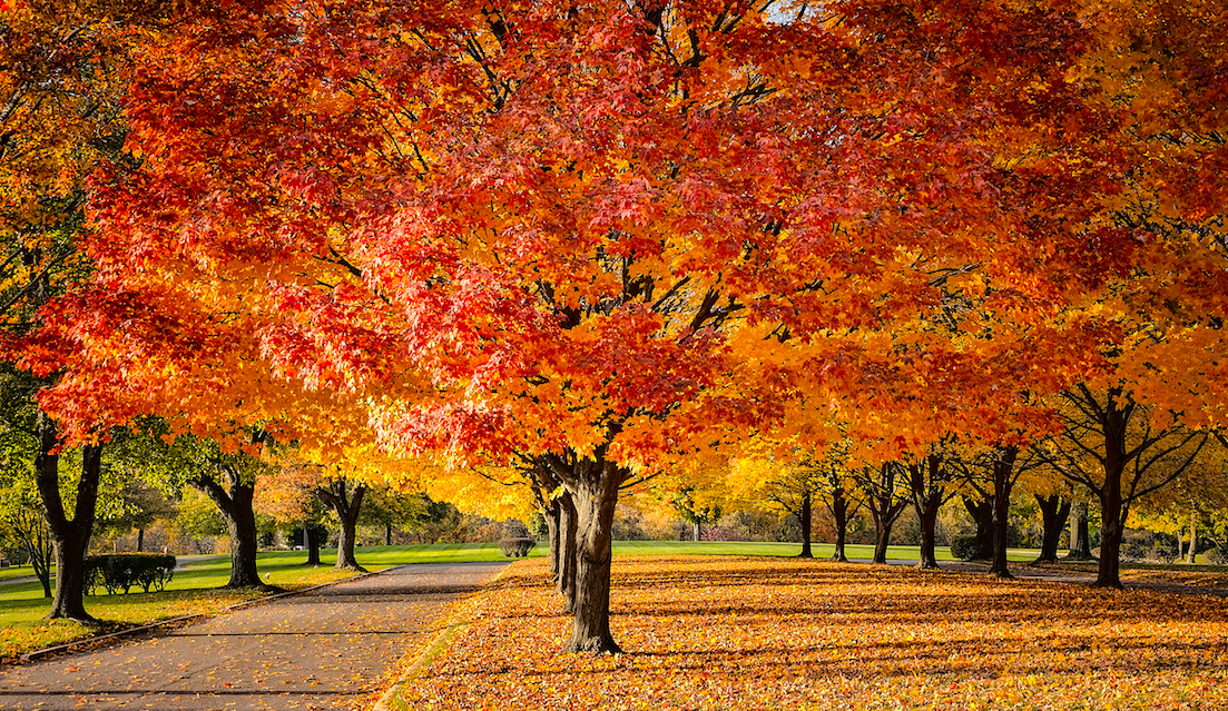 Fall {foliage}: When Keeping It Real Goes Wrong - The Prompt Magazine